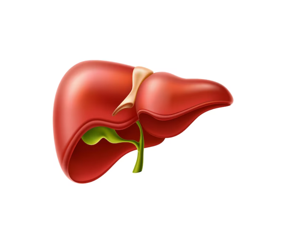 Liver Cirrhosis: Causes, Symptoms, and Treatment Options