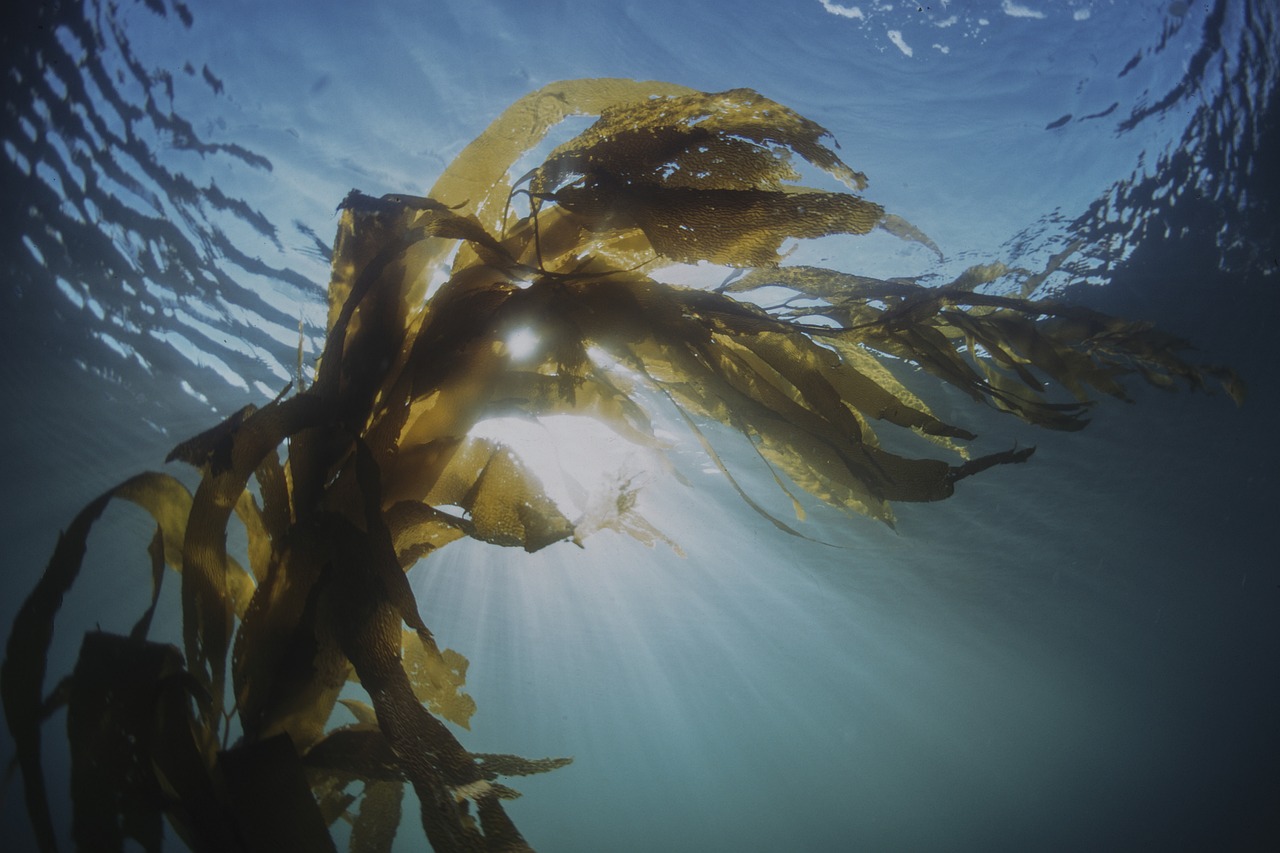 Need Some Kelp?